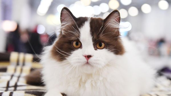 Кот