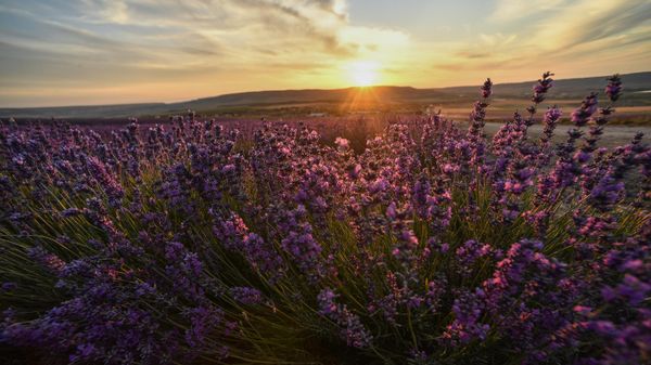Лавандовые поля в Крыму