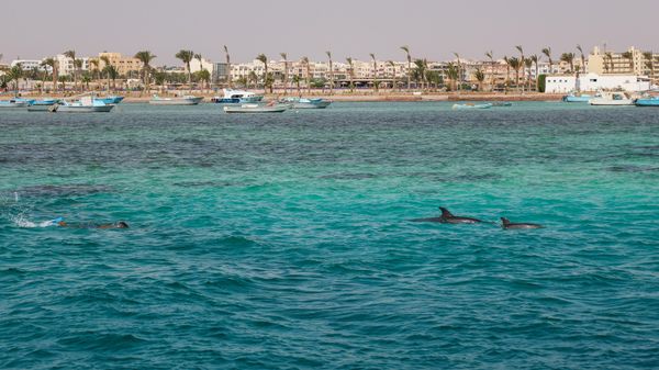 Красном море около Хургады, Египет