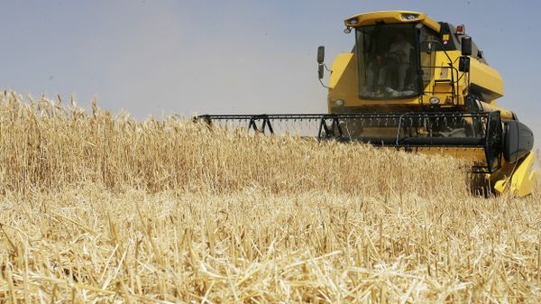 Уборка урожая зерновых культур