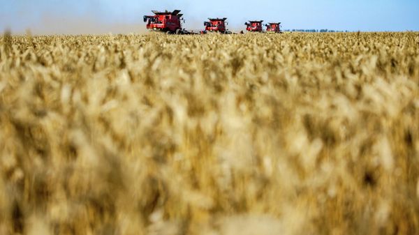 Уборка урожая пшеницы в Волгоградской области