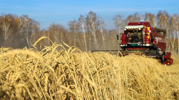 Уборка урожая пшеницы