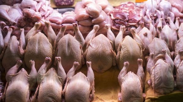 Мясо птицы Мясо птицы
