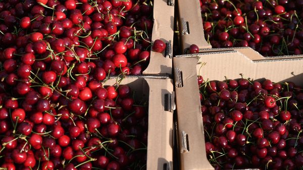 Продажа черешни на рынке