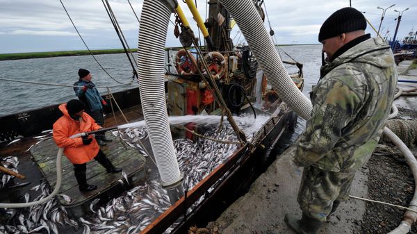 Разгрузка минтая рыбонасосом с борта малого рыболовного сейнера Разгрузка минтая рыбонасосом с борта малого рыболовного сейнера