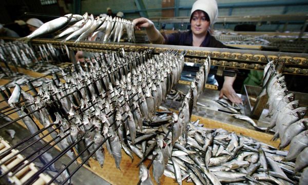 Рыбоконсервный комбинат рыболовецкого колхоза За родину в г.Светлый
