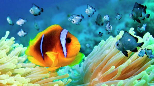 Подводный мир Красного моря