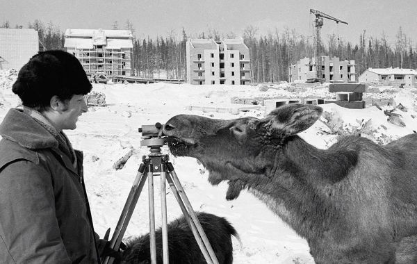Любопытная лосиха, пришедшая посмотреть, как идут дела на строительстве БАМа, обнюхивает прибор геодезиста. Любопытная лосиха, пришедшая посмотреть, как идут дела на строительстве БАМа, обнюхивает прибор геодезиста.