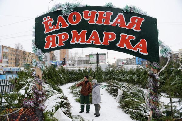 Торговля новогодними елками на елочном базаре Торговля новогодними елками на елочном базаре