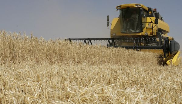 Уборка урожая зерновых культур