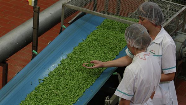 Консервация зелёного горошка на предприятии Бондюэль-Кубань