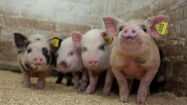 # Поросята в питомнике мини-свиней