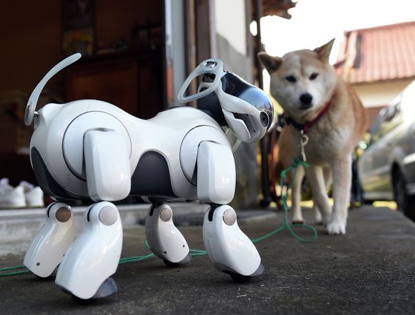 %Робот AIBO