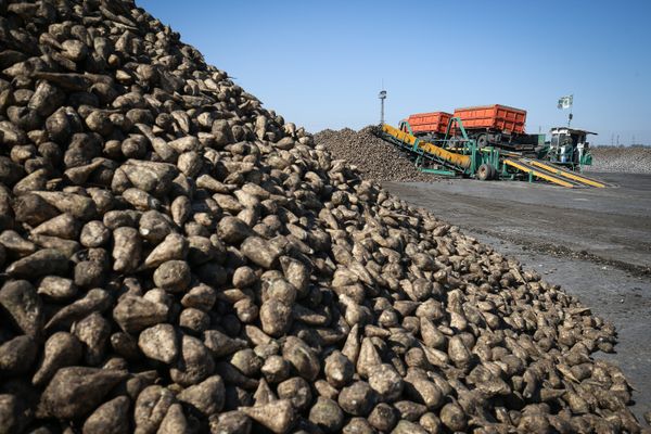 % Приёмка и хранение свеклы на сахарном заводе Свобода в Краснодарском крае