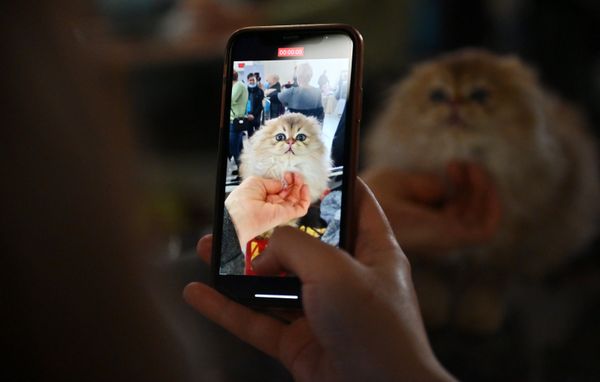 Посетитель выставки фотографирует кошку