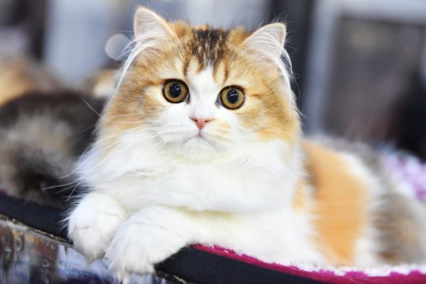  Выставка котят КоШарики Шоу