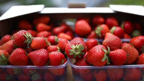 Контейнеры с клубникой