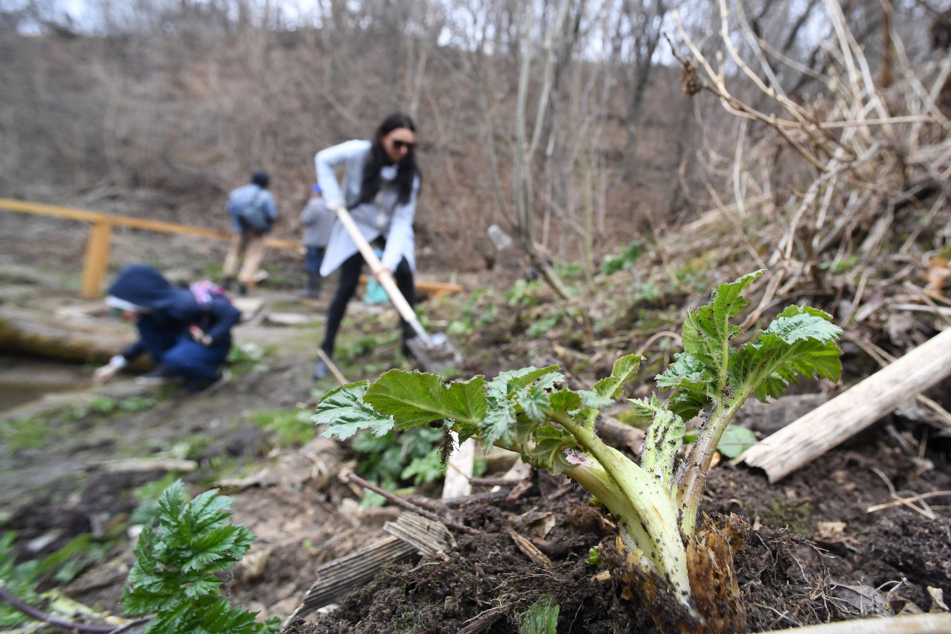 Субботник по борьбе с борщевиком в Казани - ПРАЙМ, 1920, 29.04.2021