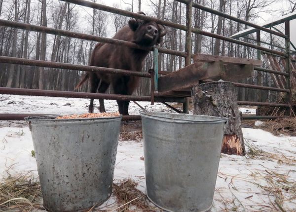 Кормление животных