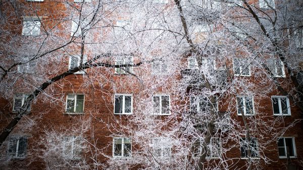 Заснеженные деревья в Омске