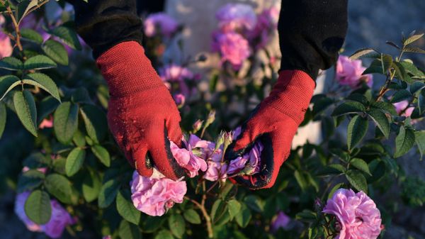 Розы в Ставропольском крае