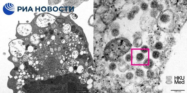 Новый штамм COVID-19 омикрон