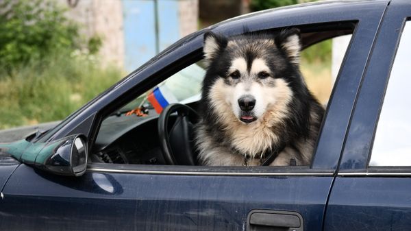 Собака в машине 