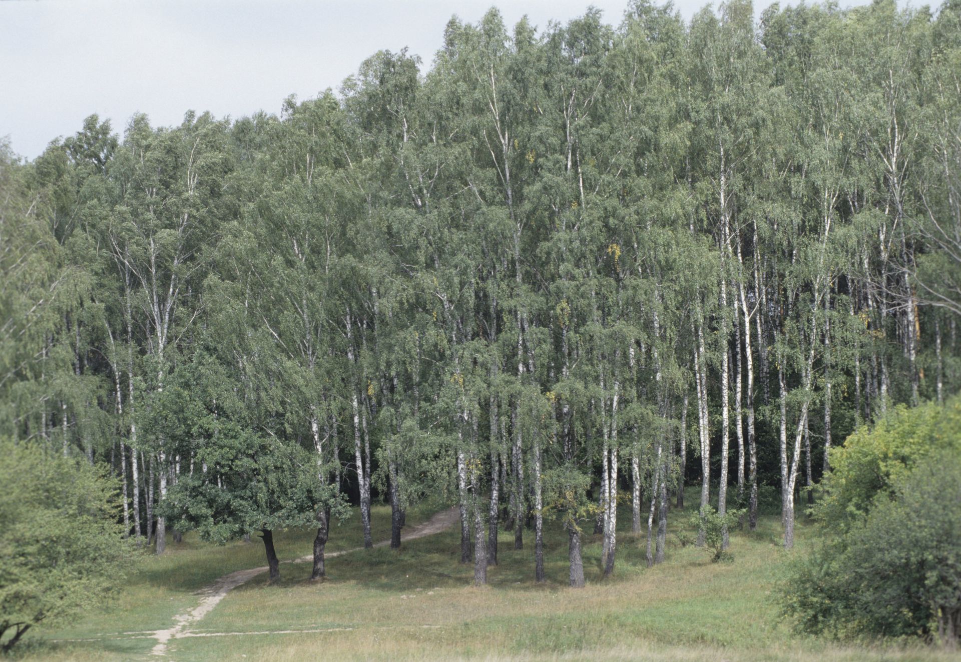Березы - ПРАЙМ, 1920, 15.10.2022