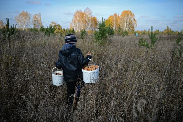 Сбор грибов в Челябинской области