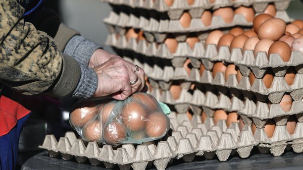 Продажа куриных яиц