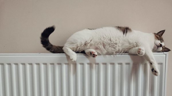 Кошка на батарее