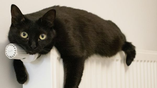 Кошка на батарее