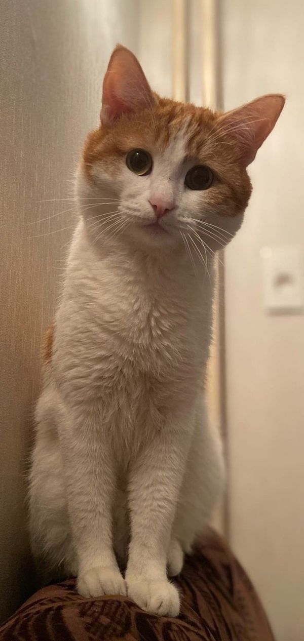 Кот по кличке Твикс