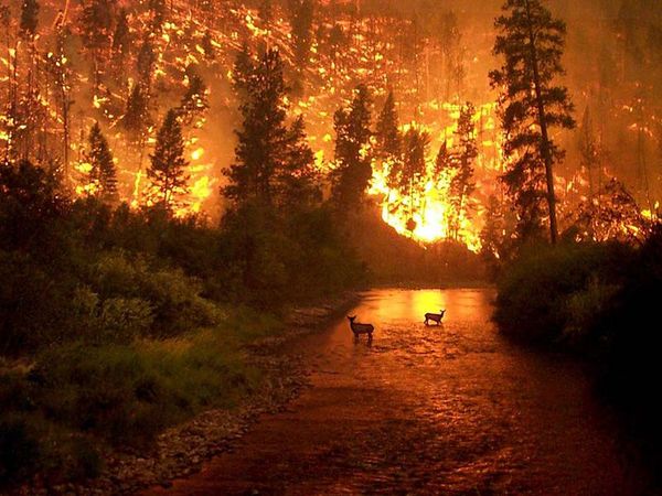 Лесные пожары